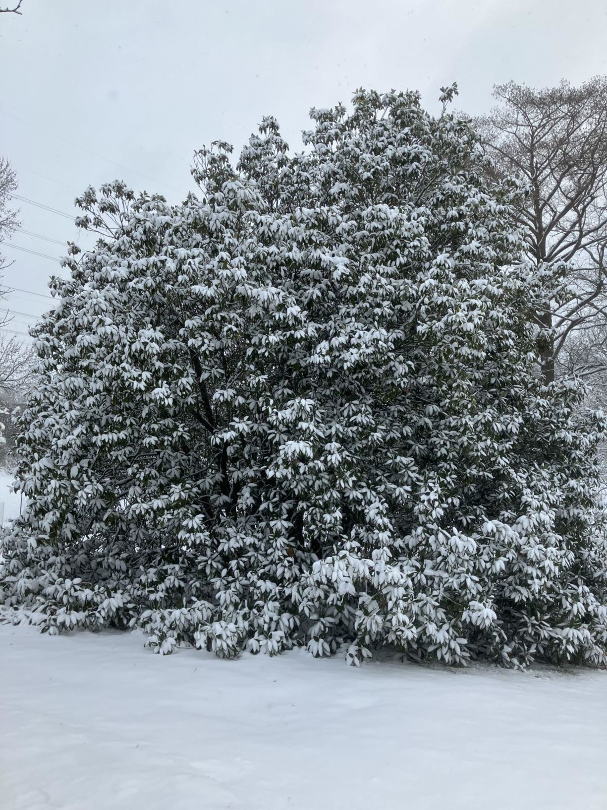 Arboretum view