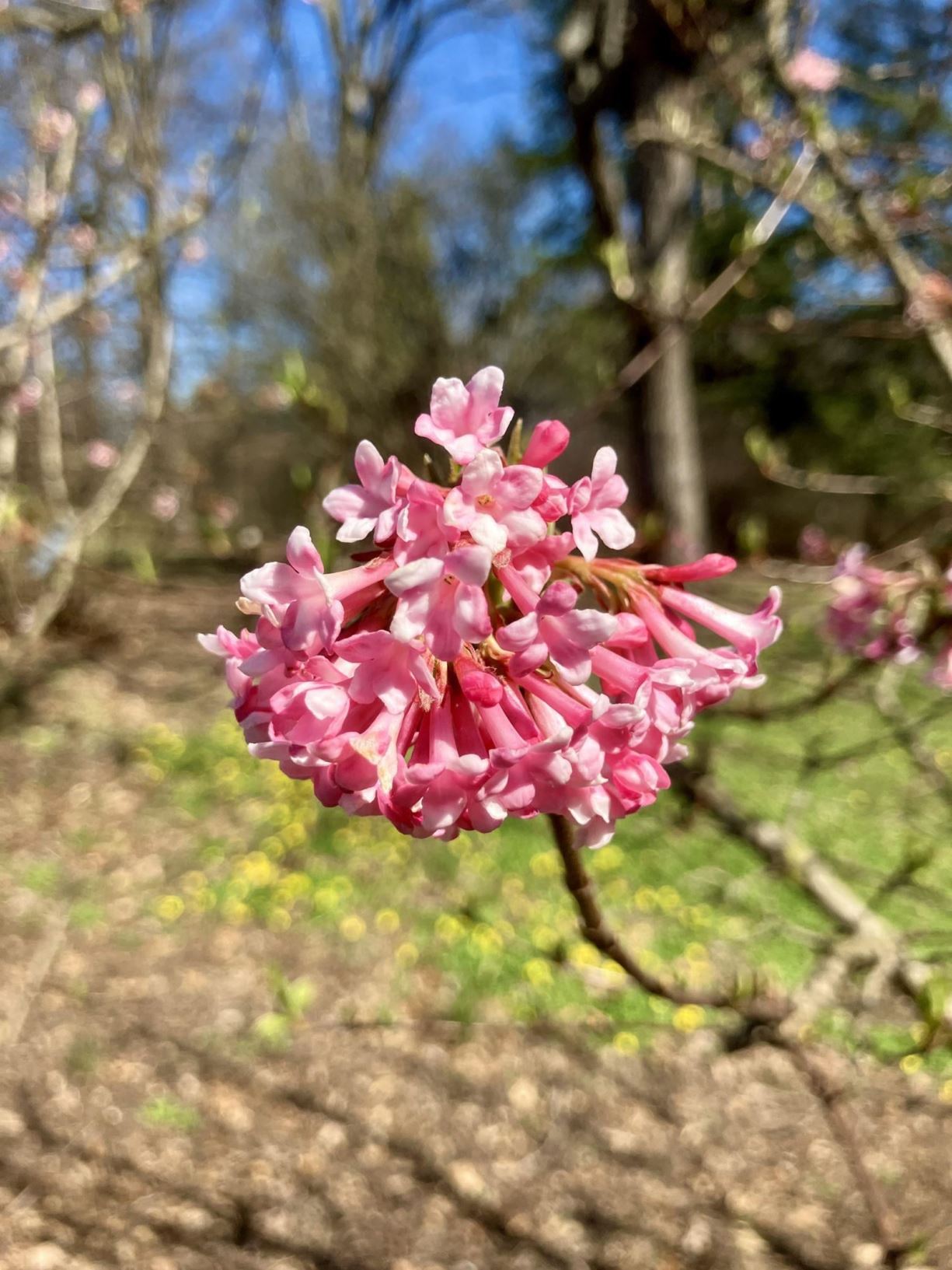 Arboretum view